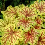 Coralbells, Red Lightning
