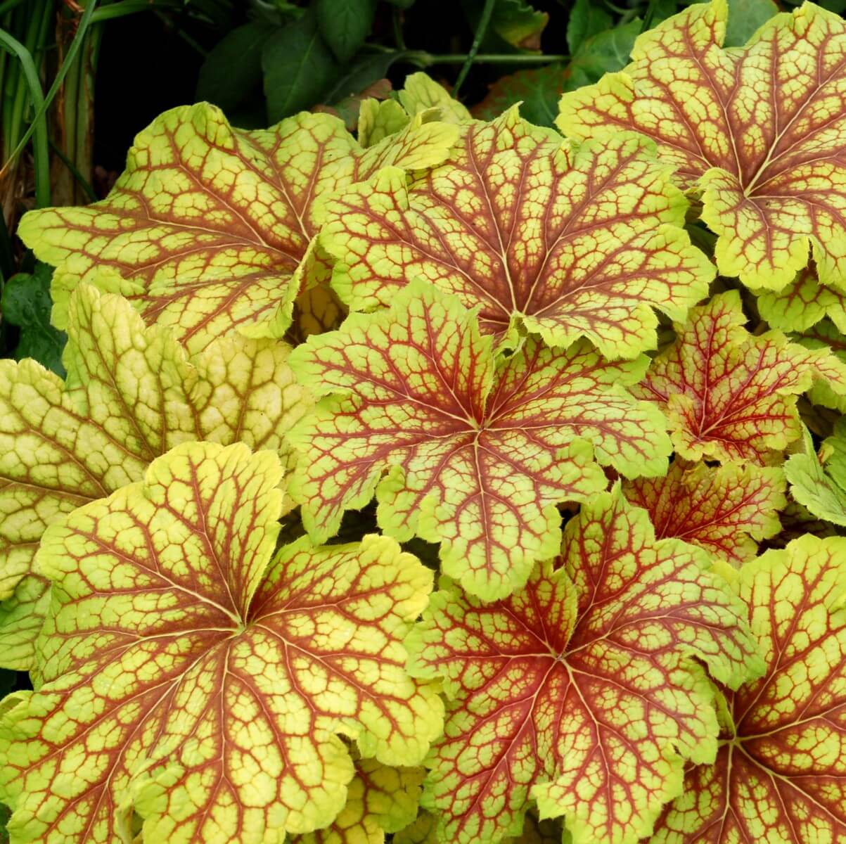Coralbells, Red Lightning