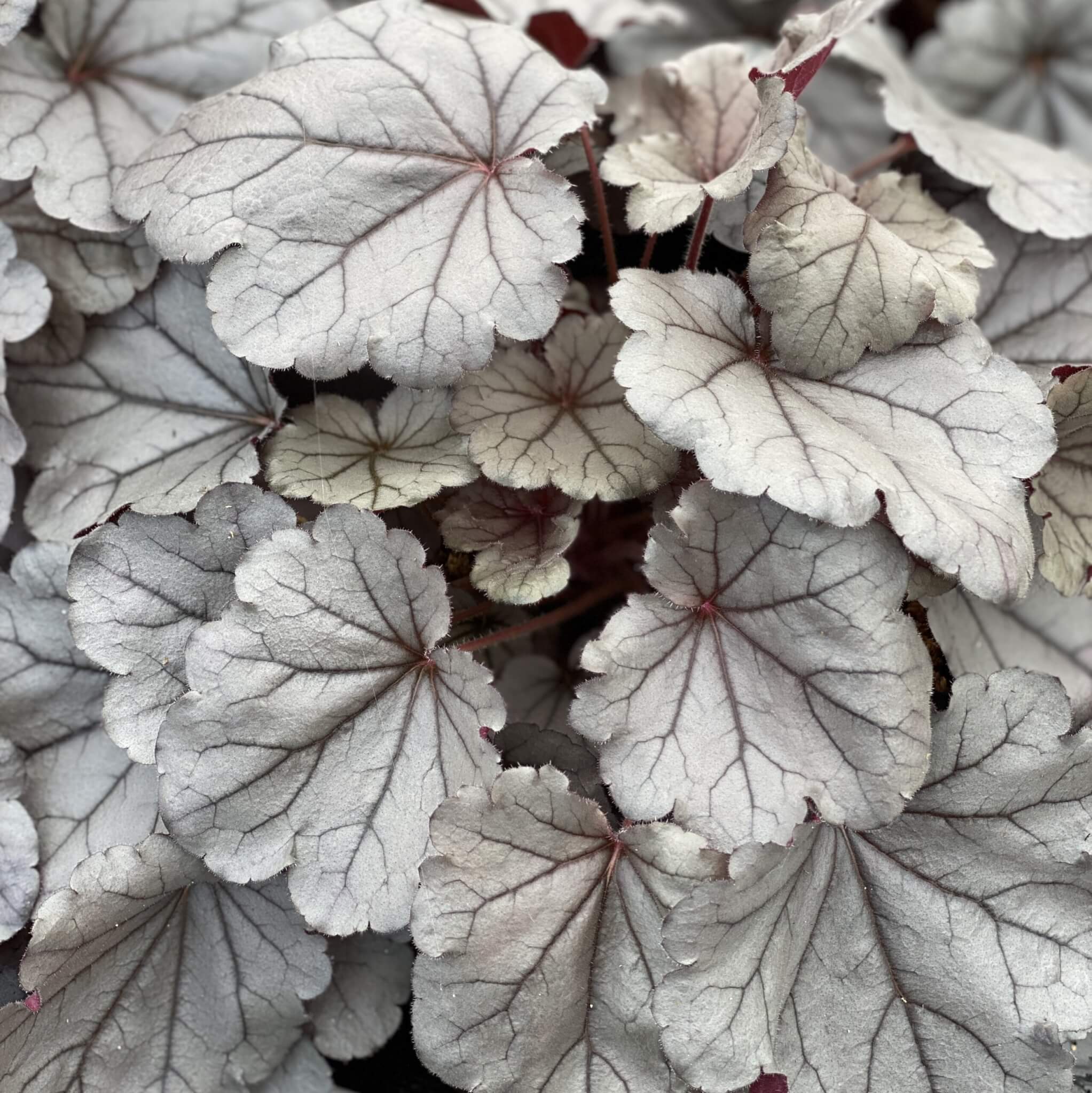 Coralbells, Indian Summer Silverberry