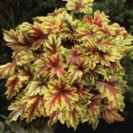 Foamy Bells, Gold Zebra