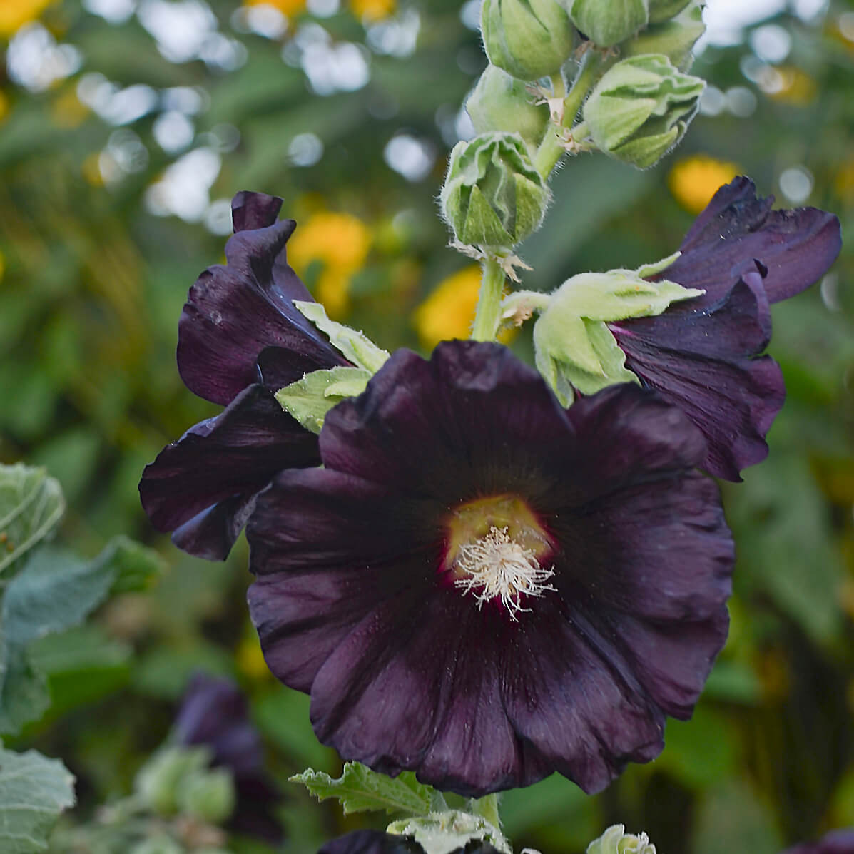 Hollyhock, Blacknight