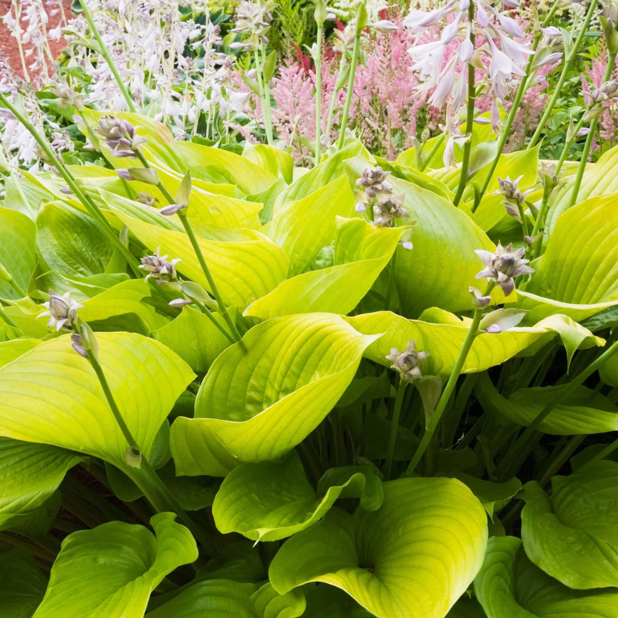 Hosta, City Lights