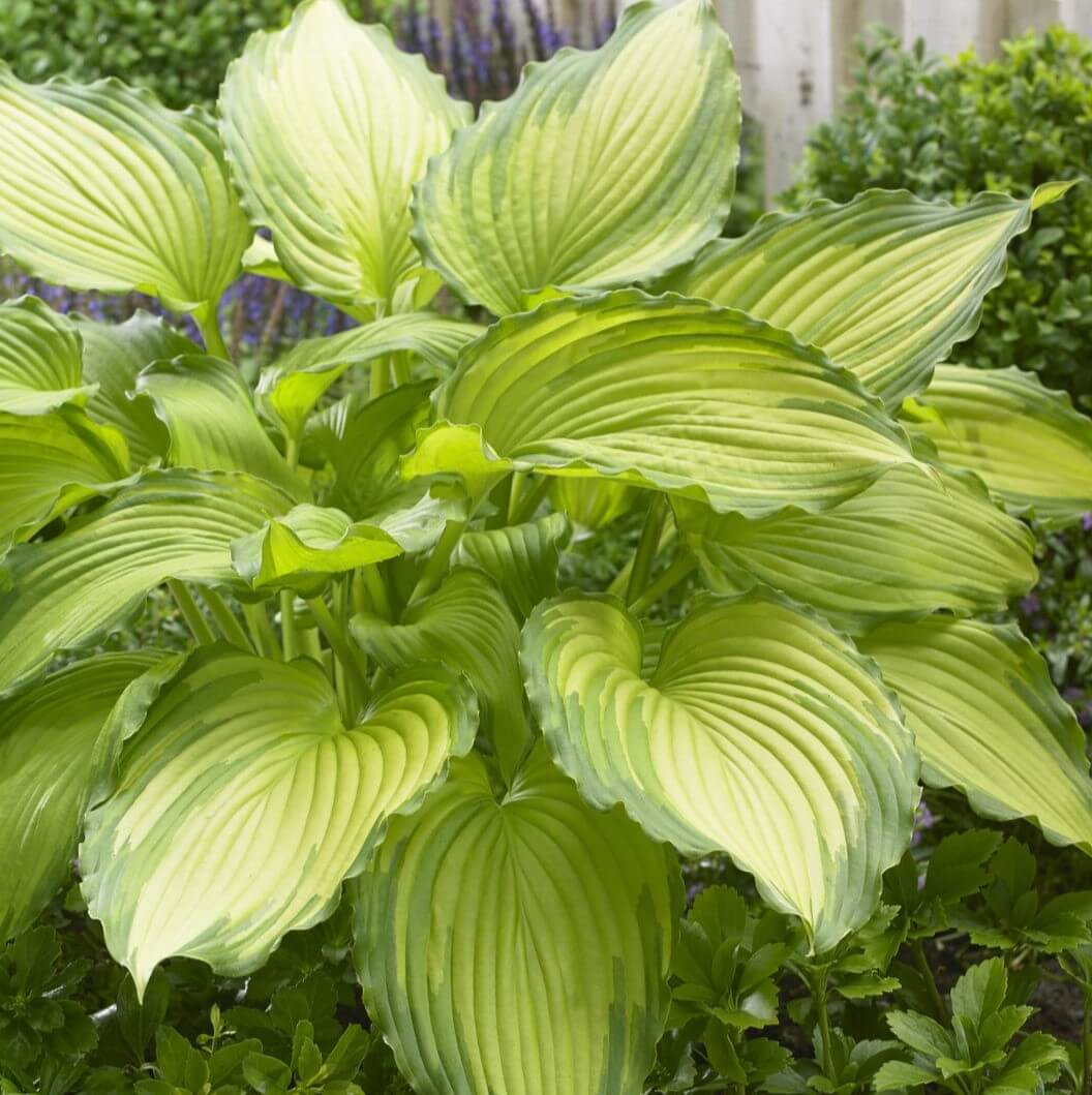 Hosta, Dancing Darling