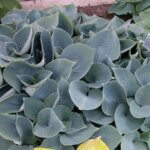 Hosta, Hadspen Blue