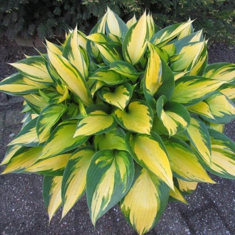 Hosta, Orange Star