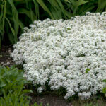 Candytuft, Snowflake