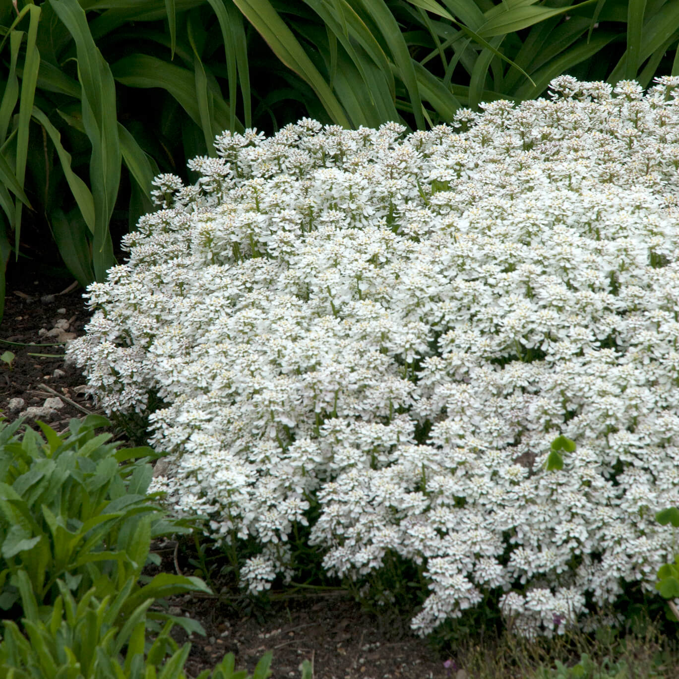 Candytuft, Snowflake