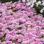 Ice Plant, Pink Radiance