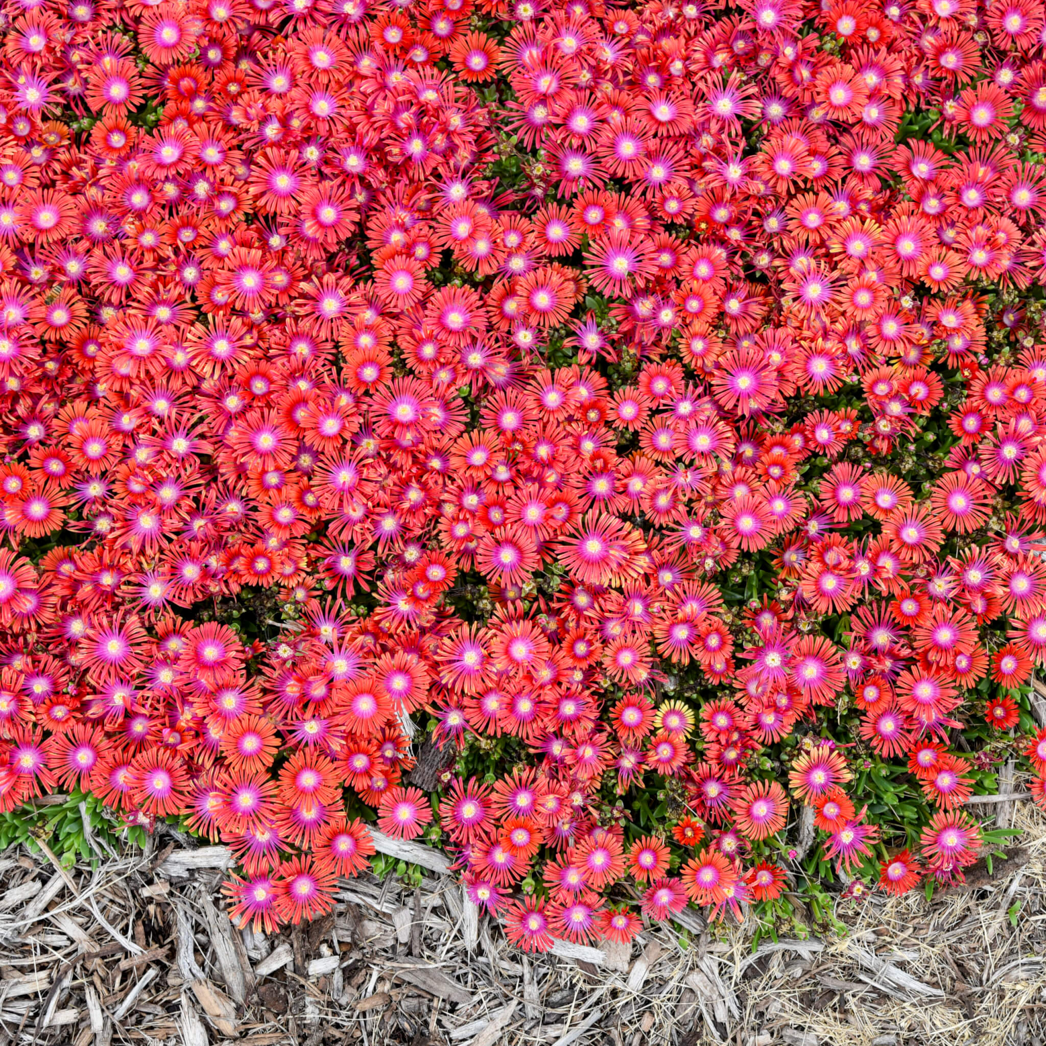 Ice Plant, Razzle Dazzle