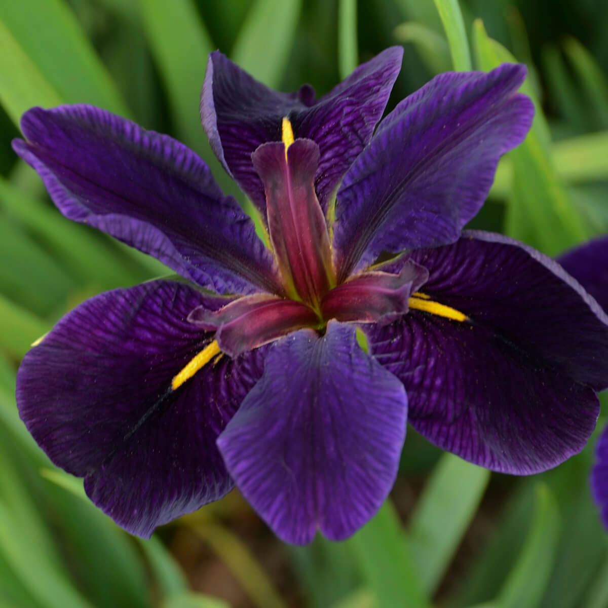 Iris, Louisiana Black Gamecock