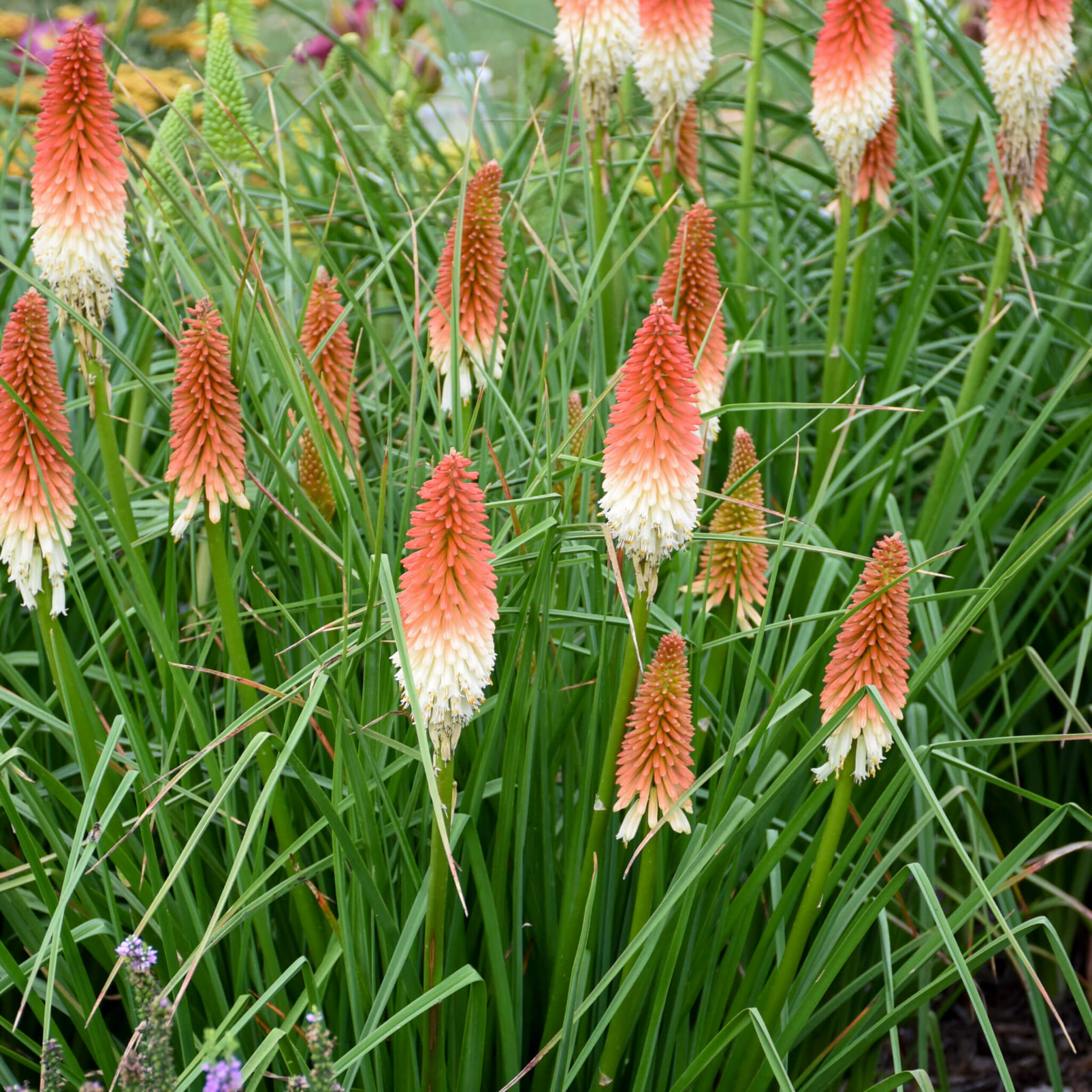 Kniphofia, High Roller