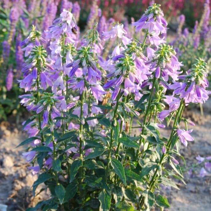 Ladybells, Gaudi Violet