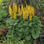 Ligularia, Bottle Rocket