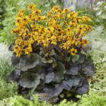 Ligularia, Pandora