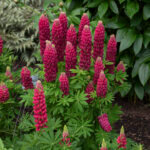 Lupine, Red