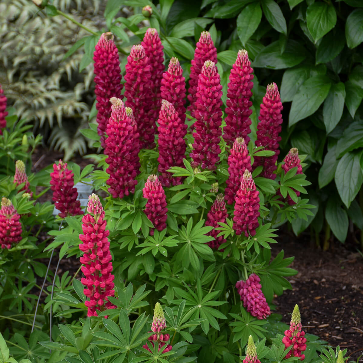 Lupine, Red