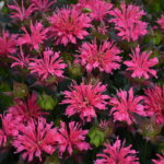 Beebalm, Pardon My Rose