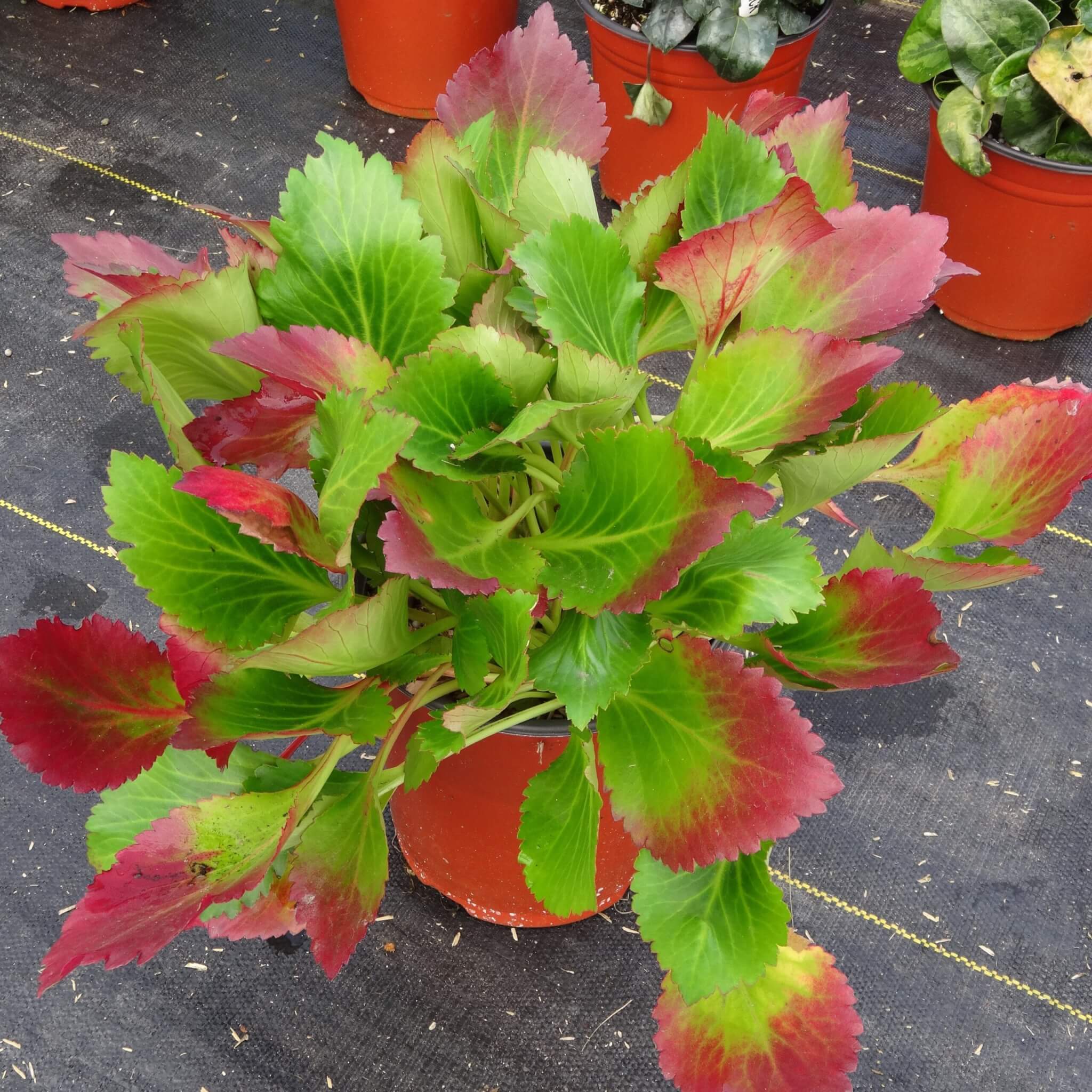 Mukgenia, Nova Flame