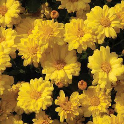 Chrysanthemum, Sizzling