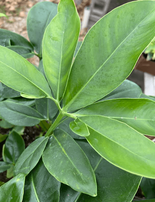 Philodendron, Goeldii