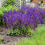 Salvia, Violet Profusion