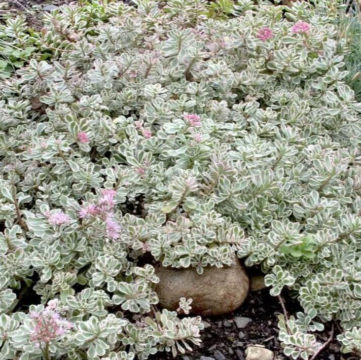 Sedum, Tricolor