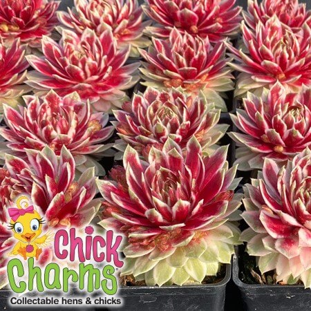 Hen & Chicks, Lotus Blossom