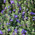 Skullcap, Smoky Hills