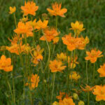 Globeflower, Golden Queen