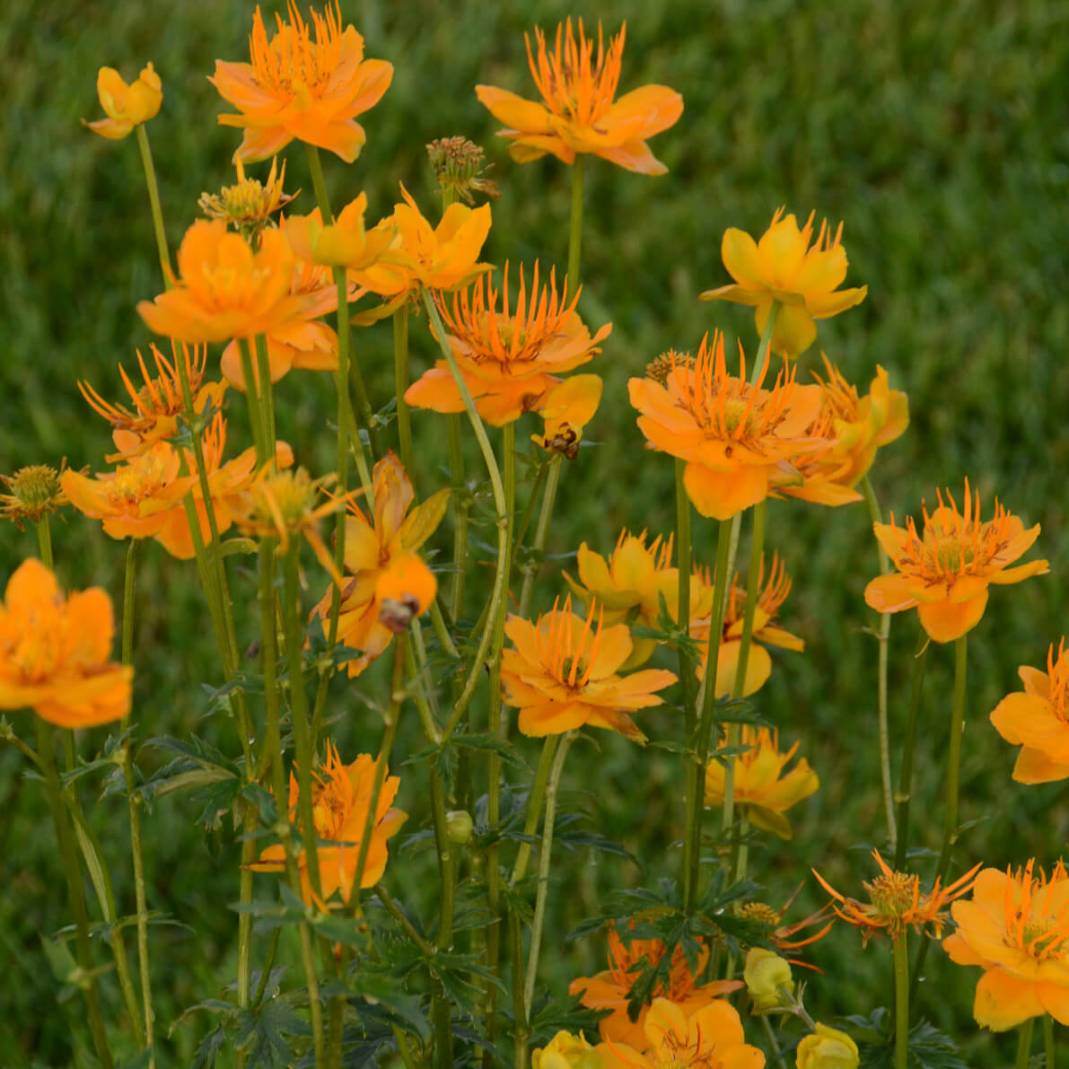 Globeflower, Golden Queen