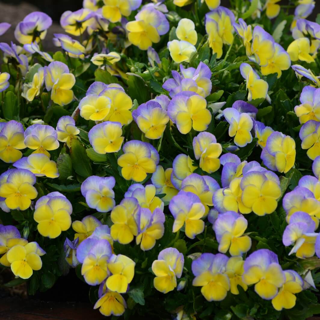 Violet, Halo Lemon Frost