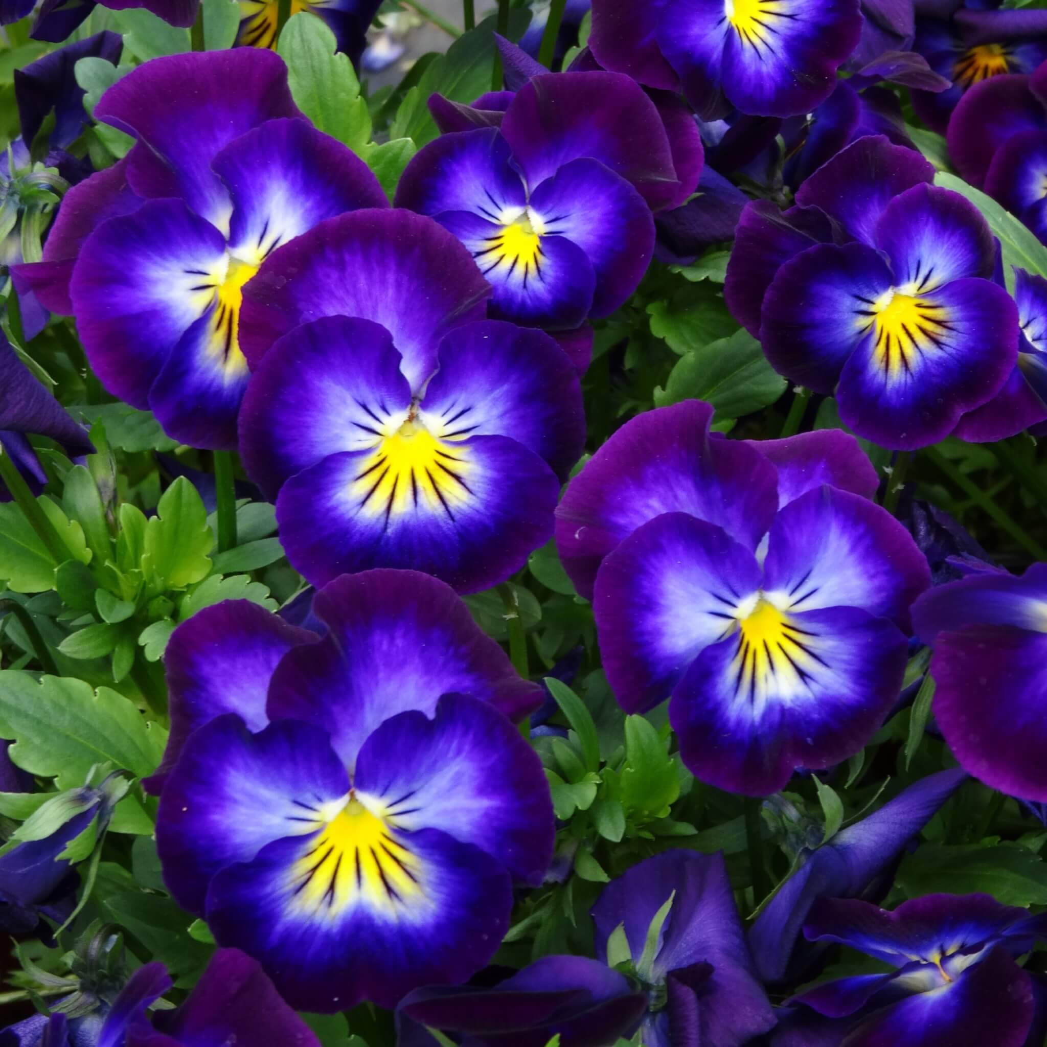 Violet, Halo Violet
