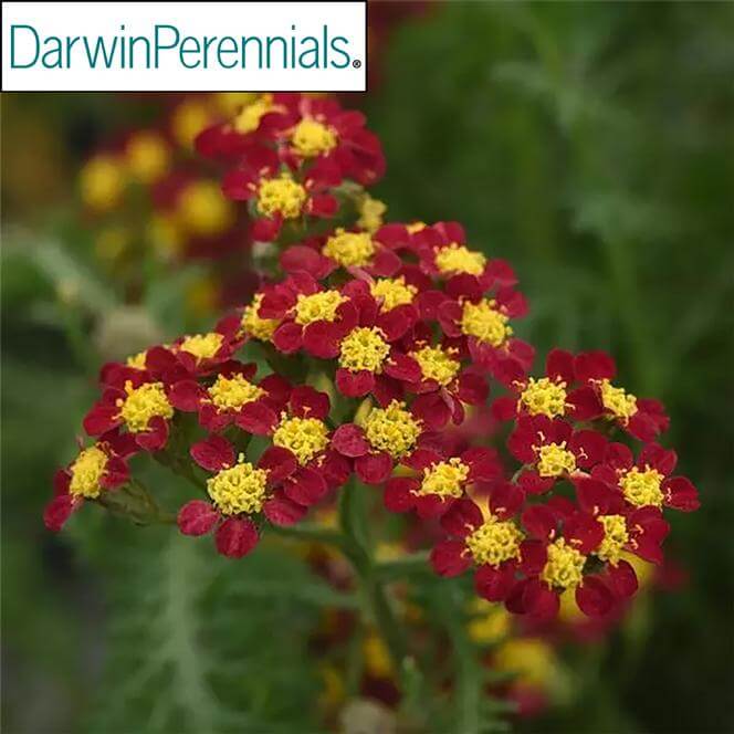 Yarrow, Milly Rock Red