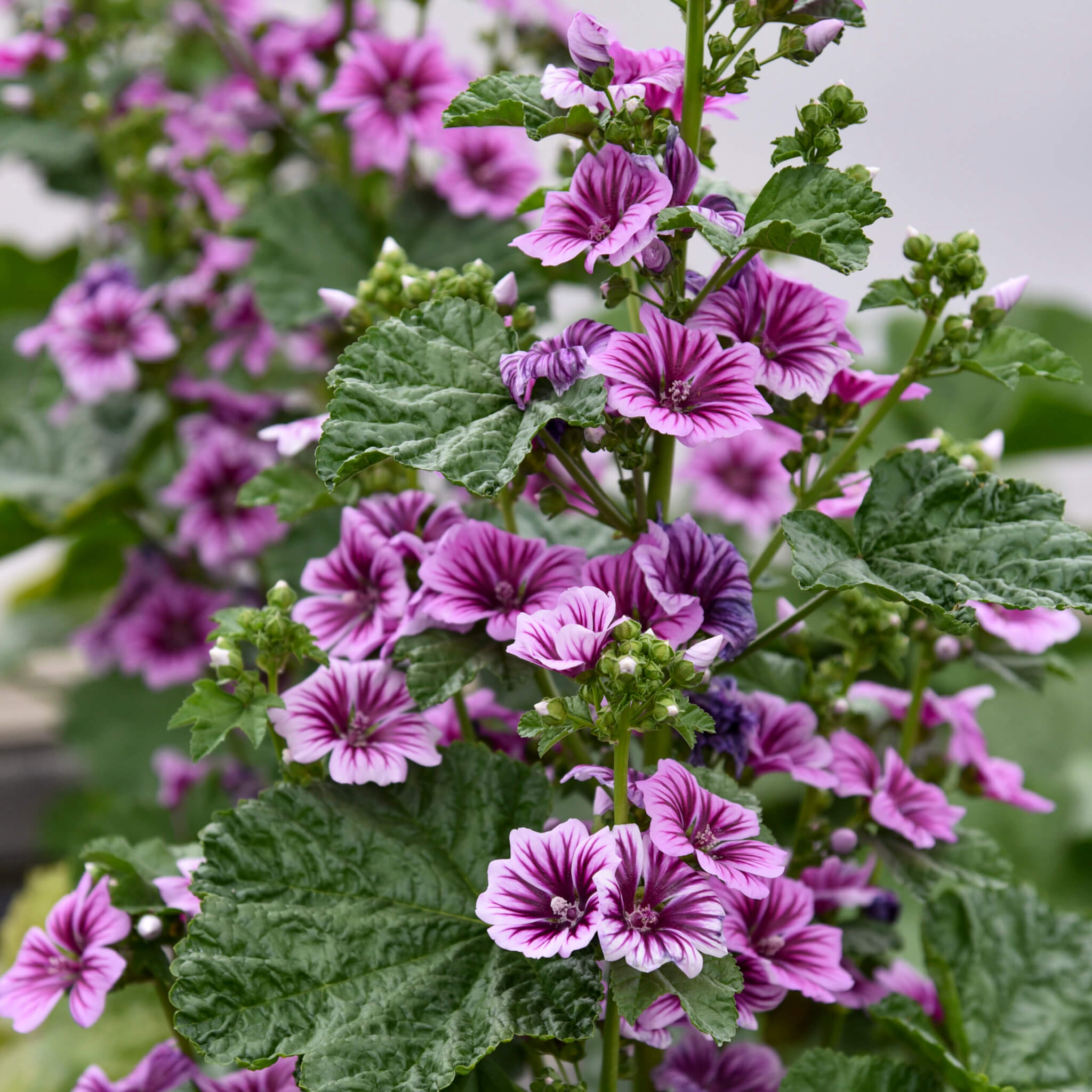 Zebra Mallow
