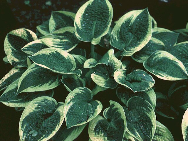Hosta, Wide Brim