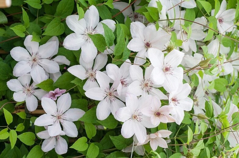 Clematis, John Paul II