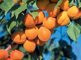 Apricot, Harcot