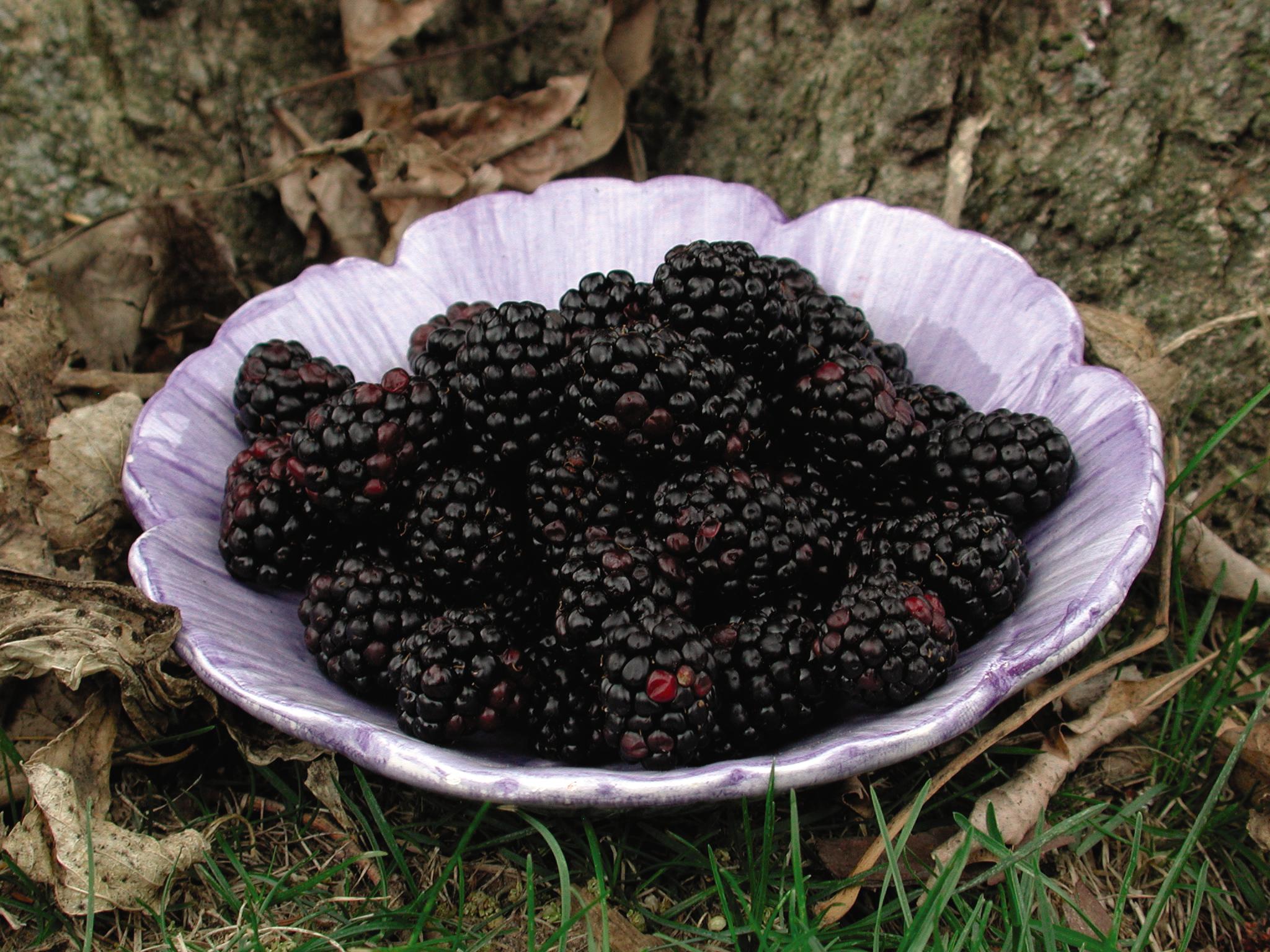 Blackberry, Chester