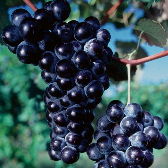 Grape, Concord Seedless