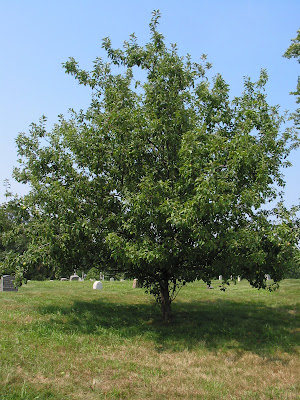 Apple, Cortland