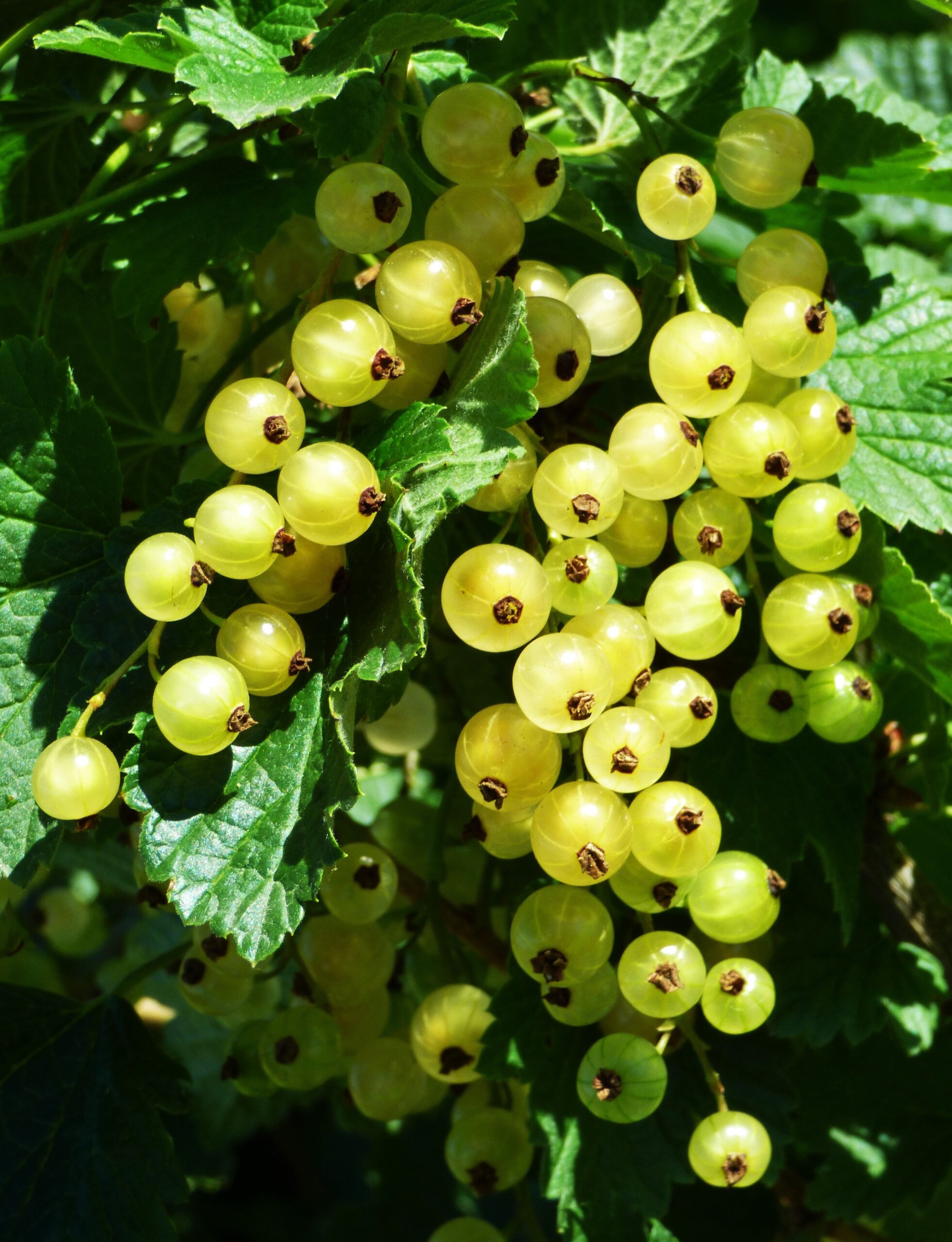 Currant, White Imperial