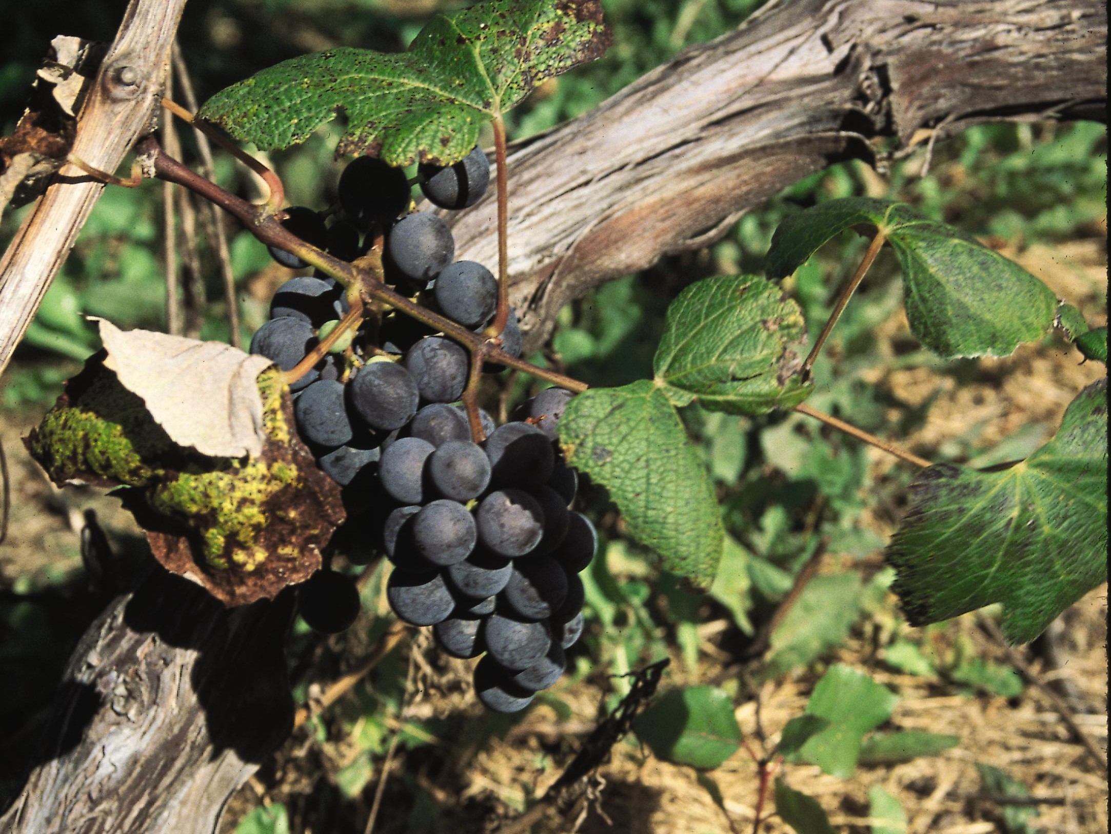 Grape, Concord