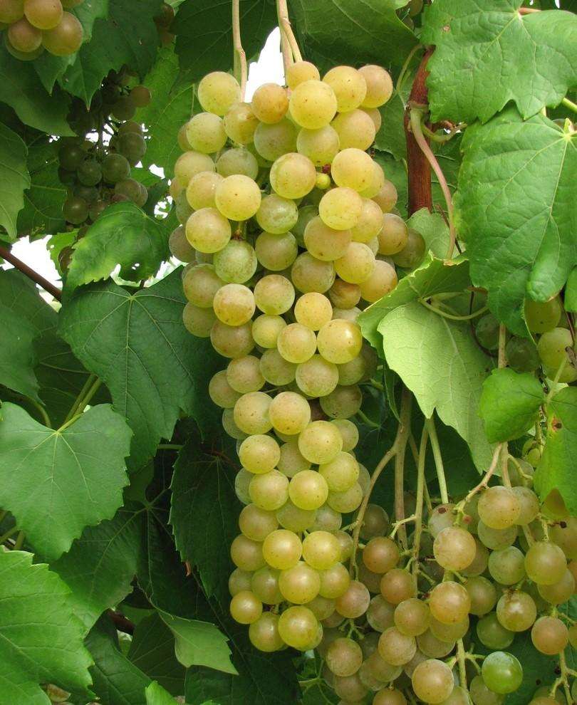 Grape, Marquis