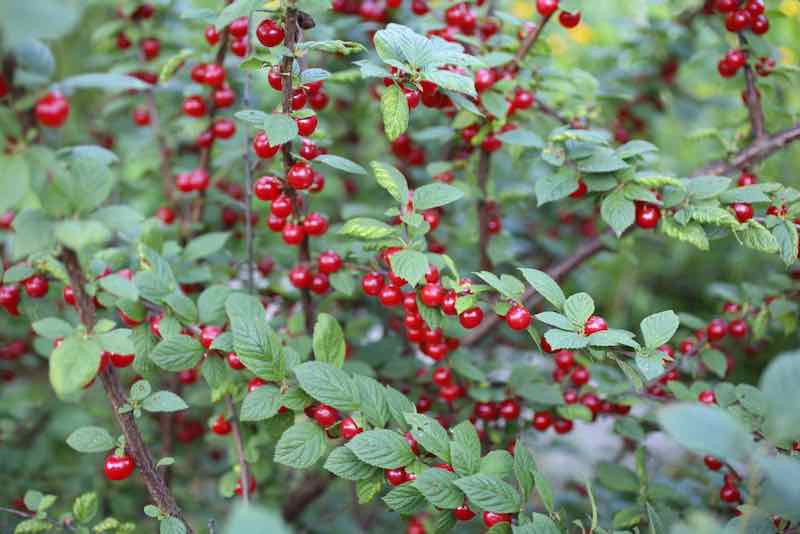 Cherry, Nanking