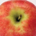 Apple, Semi Dwarf Freedom