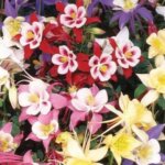 Columbine, Biedermeier Mix