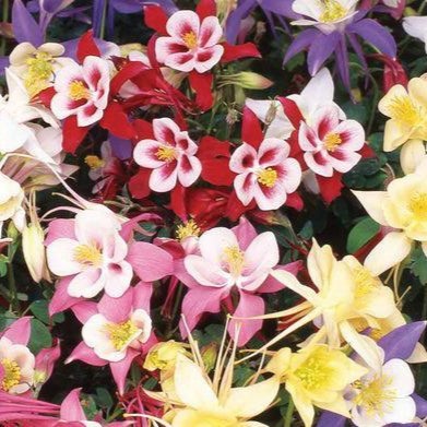 Columbine, Biedermeier Mix