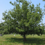 Apple, Cortland