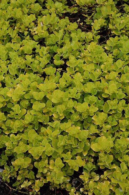 Creeping Jenny