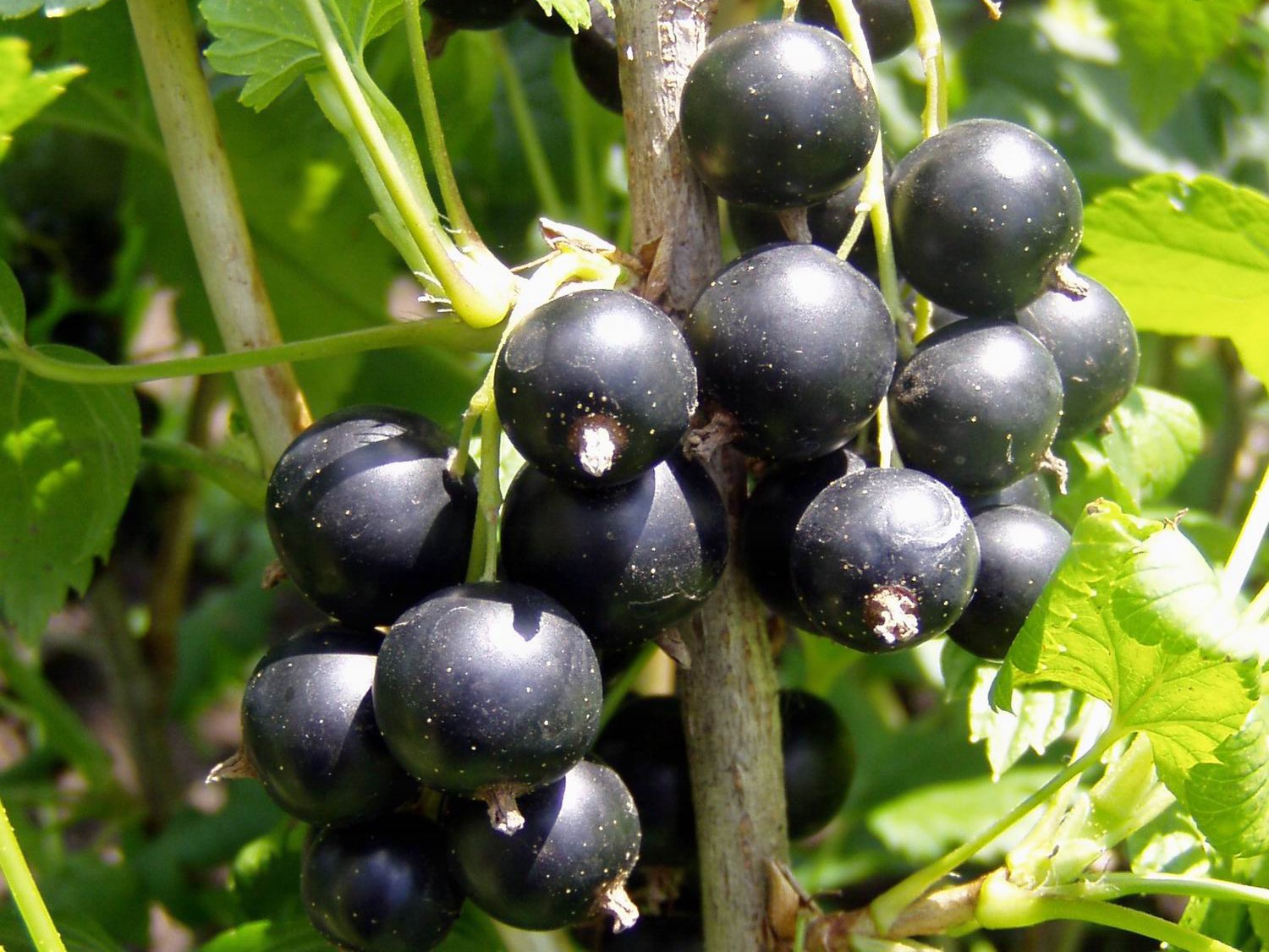 Currant, Consort Black